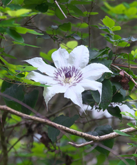 Clematis patens