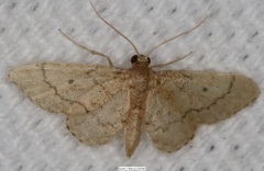 Idaea productata
