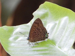 Arhopala trogon