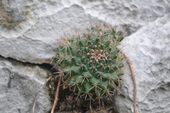 Mammillaria melanocentra melanocentra