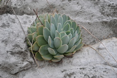 Echeveria simulans