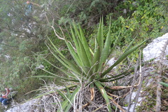 Agave univittata