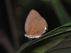 Arhopala epimuta