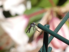 Nicocles