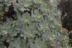 Sedum palmeri
