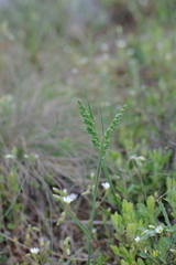 Briza humilis
