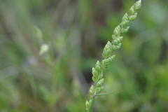 Briza humilis