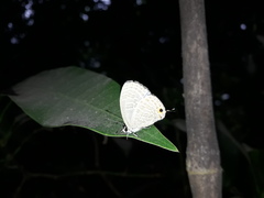 Jamides alecto alocina