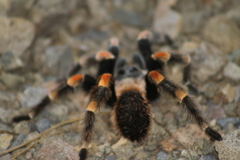 Brachypelma hamorii