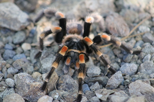 Mexican Orangeknee Tarantula