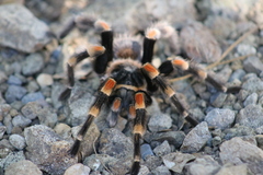 Brachypelma hamorii