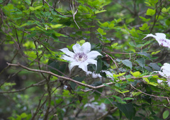 Clematis patens