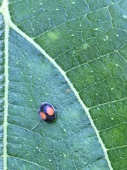 Cryptogonus orbiculus