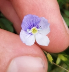 Veronica filiformis