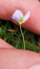Veronica filiformis
