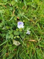 Veronica filiformis