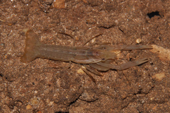 Procambarus hinei
