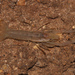 大沼澤雙帶螯蝦 - Photo 由 johnwilliams 所上傳的 (c) johnwilliams，保留部份權利CC BY-NC