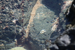 Abudefduf declivifrons