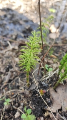 Equisetum sylvaticum