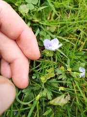 Veronica filiformis