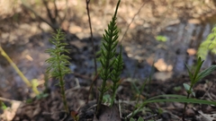 Equisetum sylvaticum