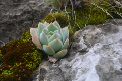 Echeveria simulans