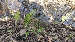 Equisetum sylvaticum