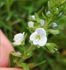 Veronica serpyllifolia