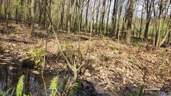 Equisetum sylvaticum