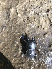 Apterodorcus bacchus