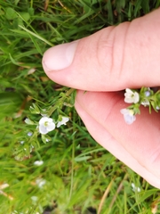 Veronica serpyllifolia