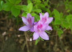 Rhododendron macrosepalum