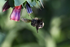 Bombus vandykei