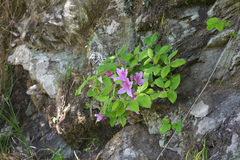 Rhododendron macrosepalum