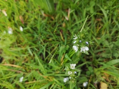 Veronica serpyllifolia