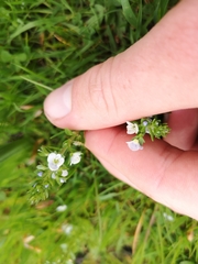 Veronica serpyllifolia