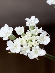 Apiaceae