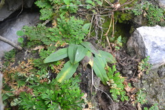 Mesadenus polyanthus