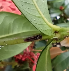 Dilobopterus costalimai