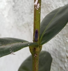 Dilobopterus costalimai