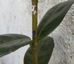 Dilobopterus costalimai