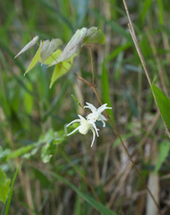 Epimedium koreanum