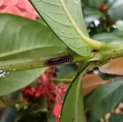 Dilobopterus costalimai