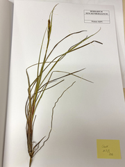 Carex aquatilis stans