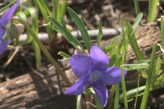 Viola pedatifida