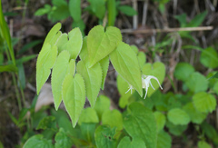 Epimedium koreanum