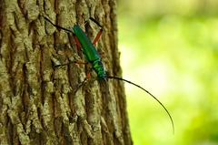 Plinthocoelium suaveolens