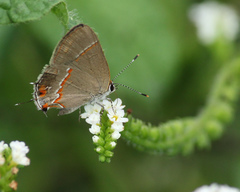 Electrostrymon endymion