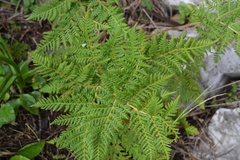 Cheilanthes leucopoda